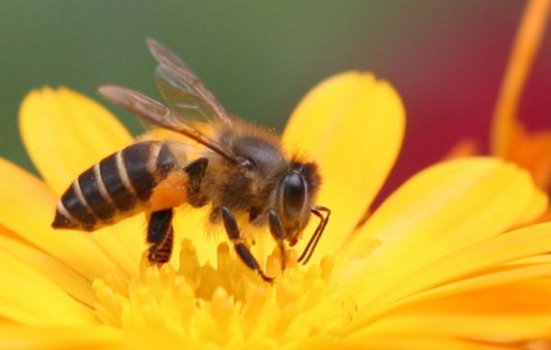 Giải mã giấc mơ thấy ong đánh con gì để có thể trúng lớn