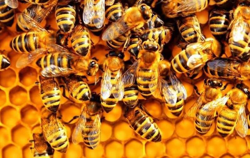 Giải mã giấc mơ thấy ong đánh con gì để có thể trúng lớn