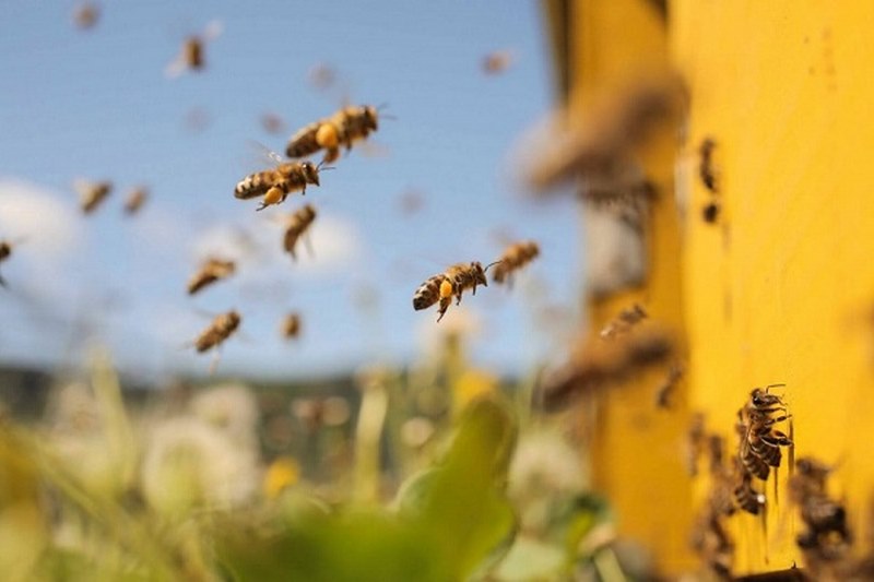 Giải mã giấc mơ thấy ong, đặt cược vào con số nào để thắng lớn?