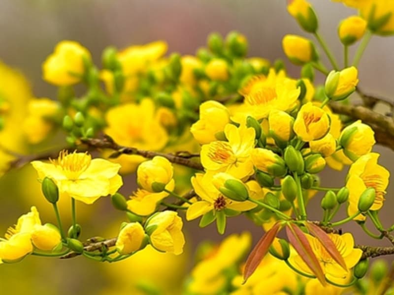 Hoa mai vàng - Biểu tượng của sự may mắn và thịnh vượng
