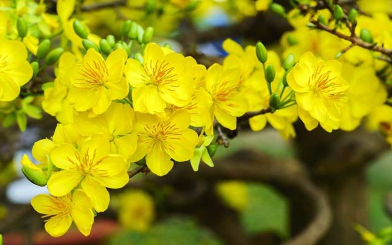 Hoa mai: Ý nghĩa, cách trồng và chăm sóc hoa mai